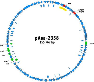 Expansion of the tetracycline resistome in Aeromonas salmonicida with a tet(D) gene found in plasmids pAsa-2900 and pAsa-2900b